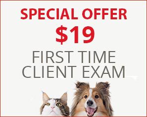 Special Offer. $19 First Time Client Exams!