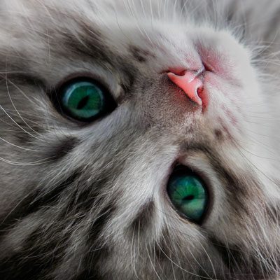 Cat lying down