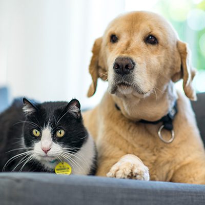 Cat and dog lying down