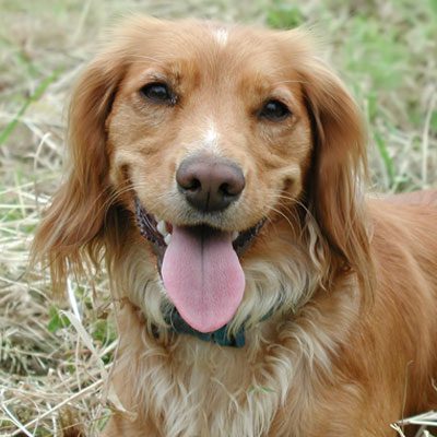 Orange dog