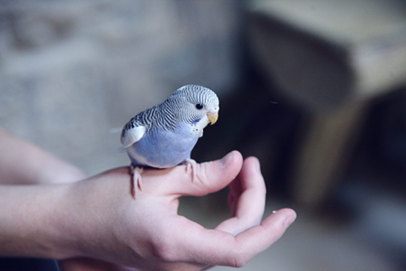 Parakeet on hand