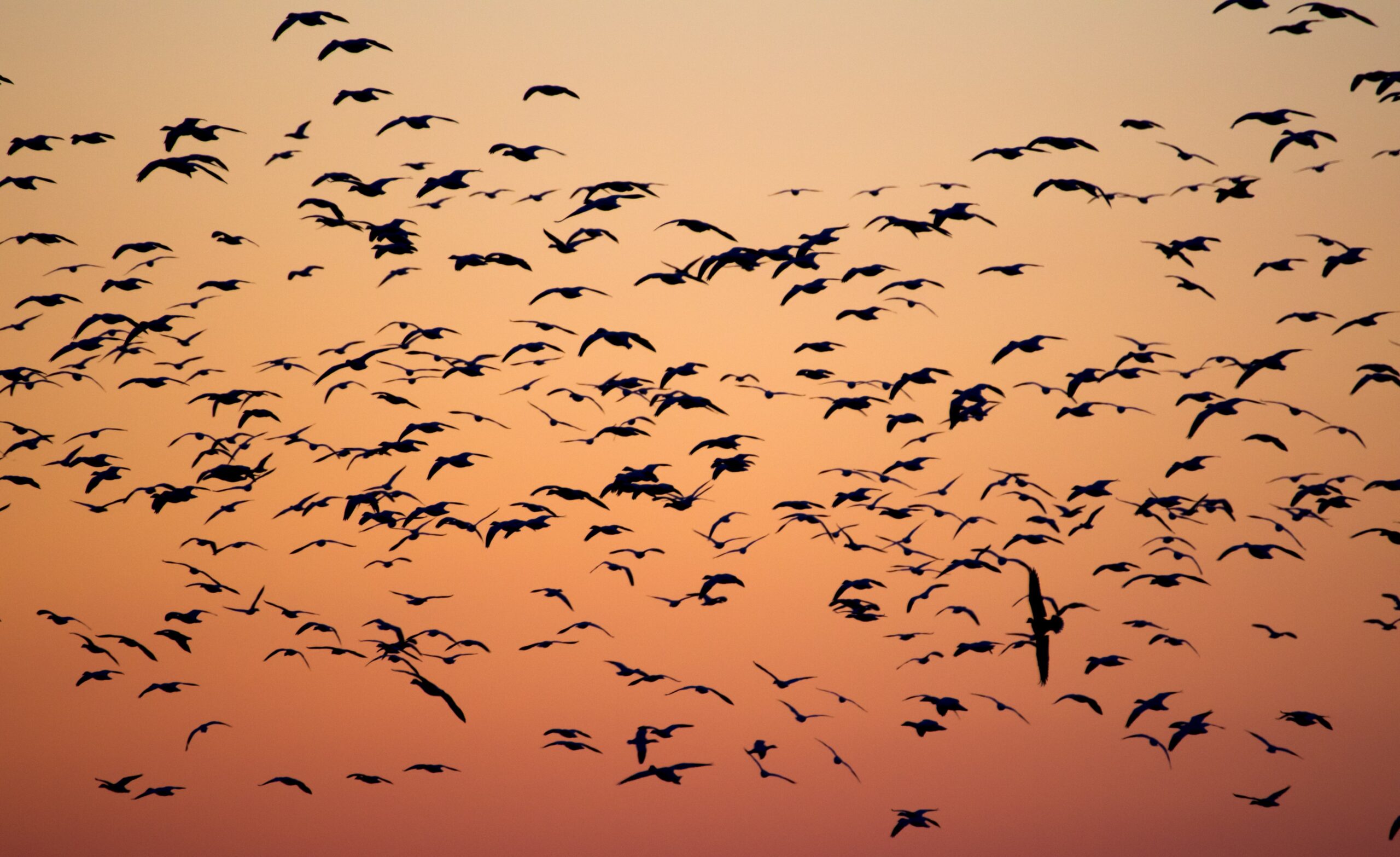 Birds migrating at sunset
