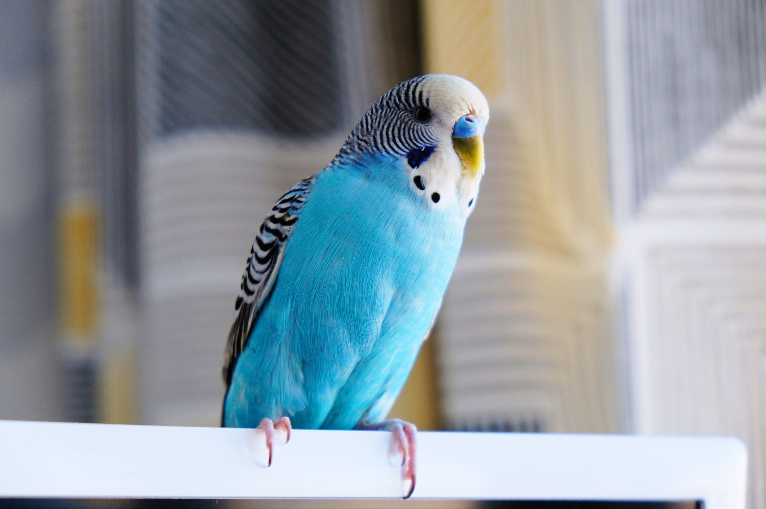 Blue and White Parakeet
