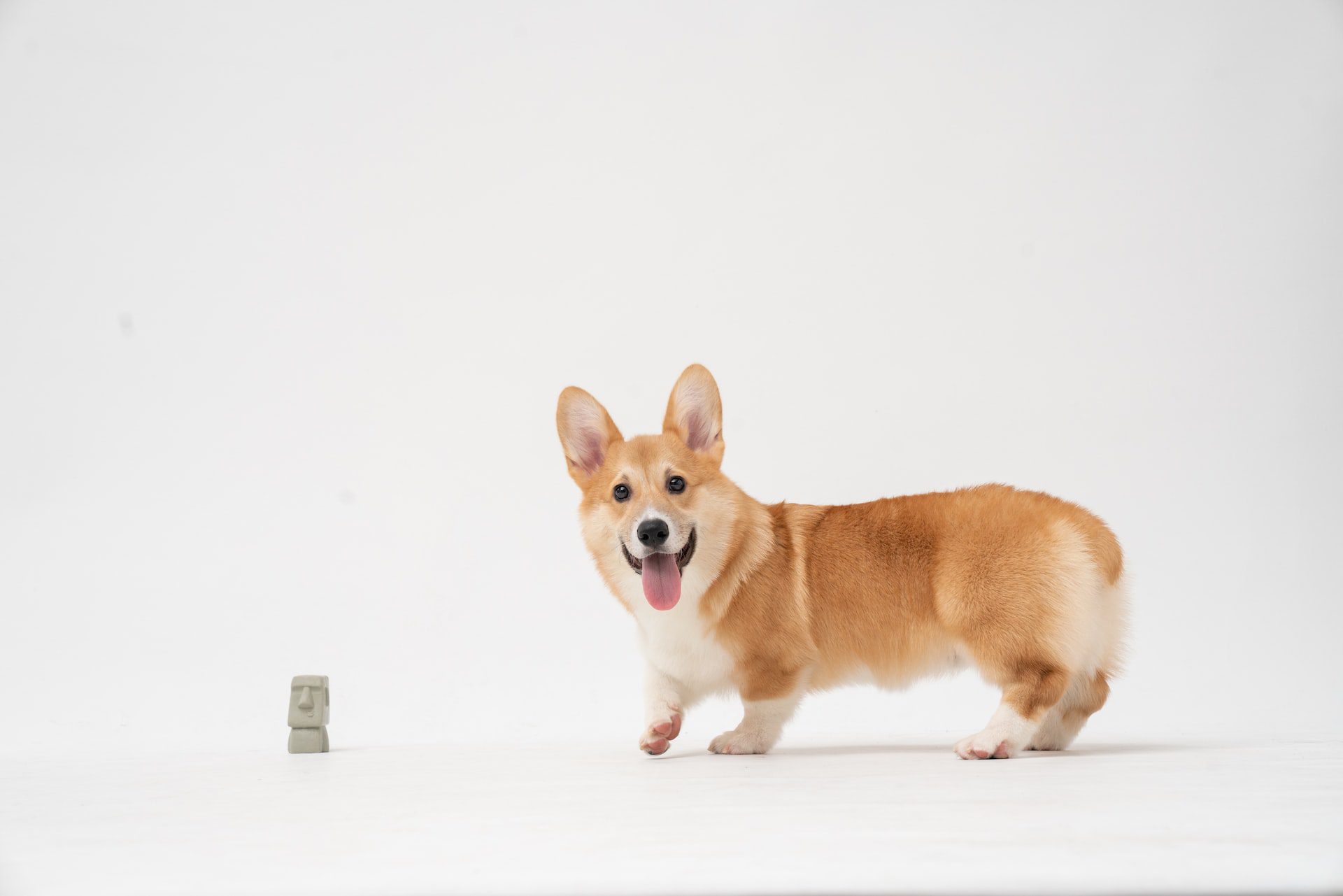 Corgi Dog