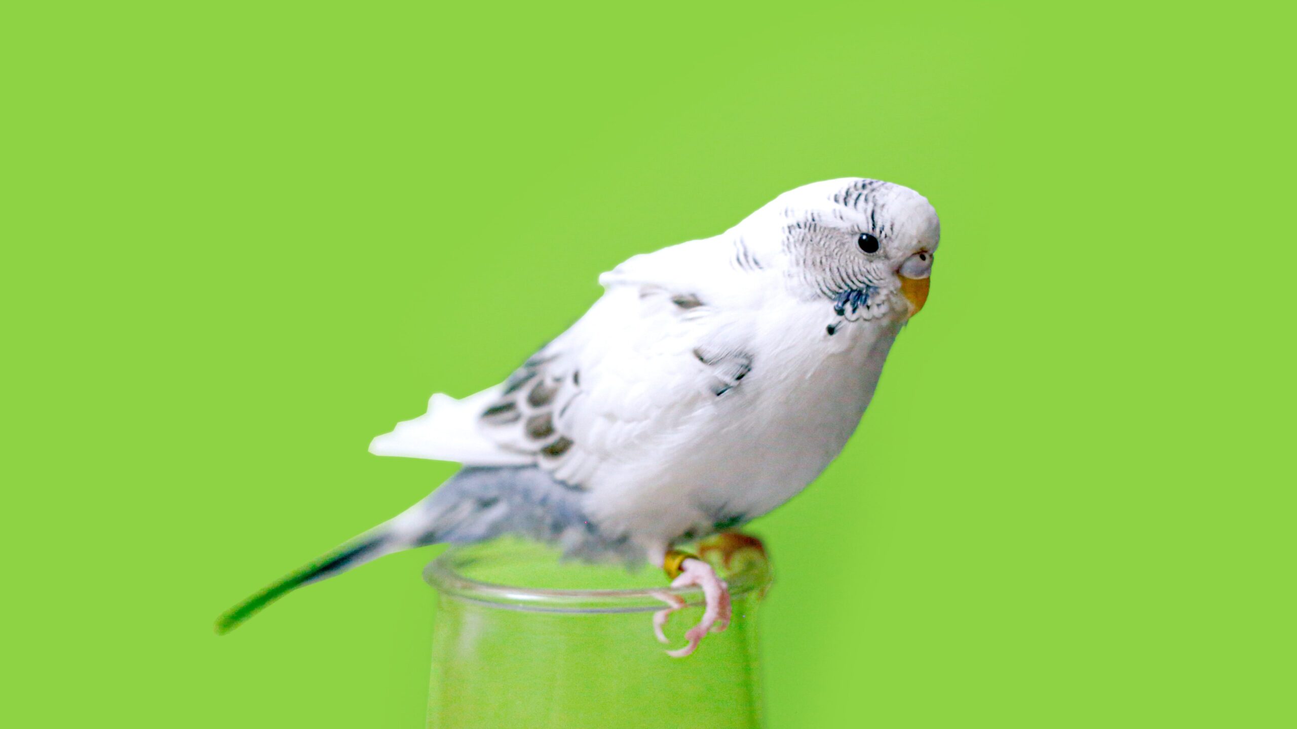 Bird on perch