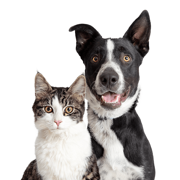 Tabby and white cat and happy Border Collie crossbreed dog with smiling expression