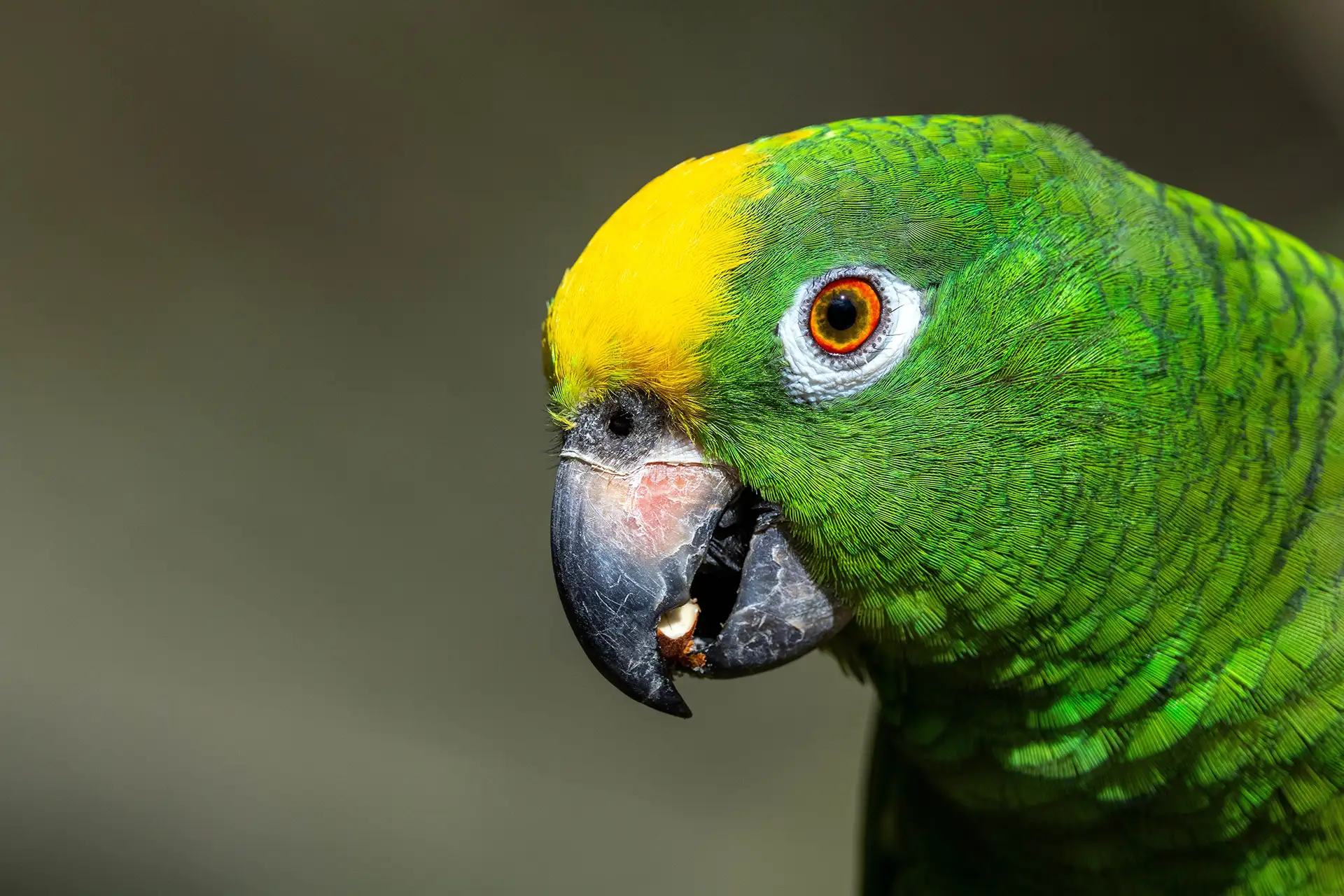 Amazon parrot looking offscreen