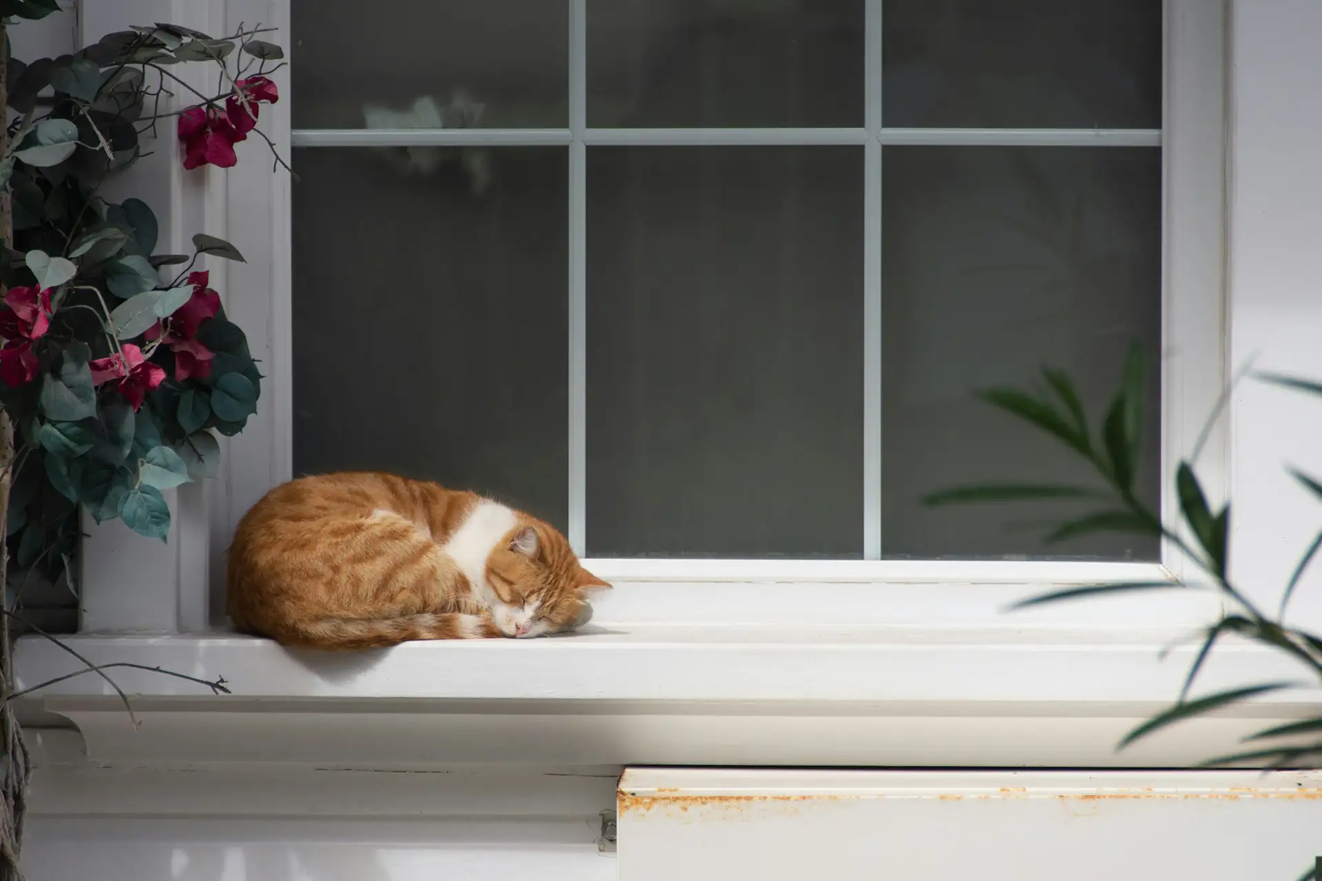 Ginger cat on window seat