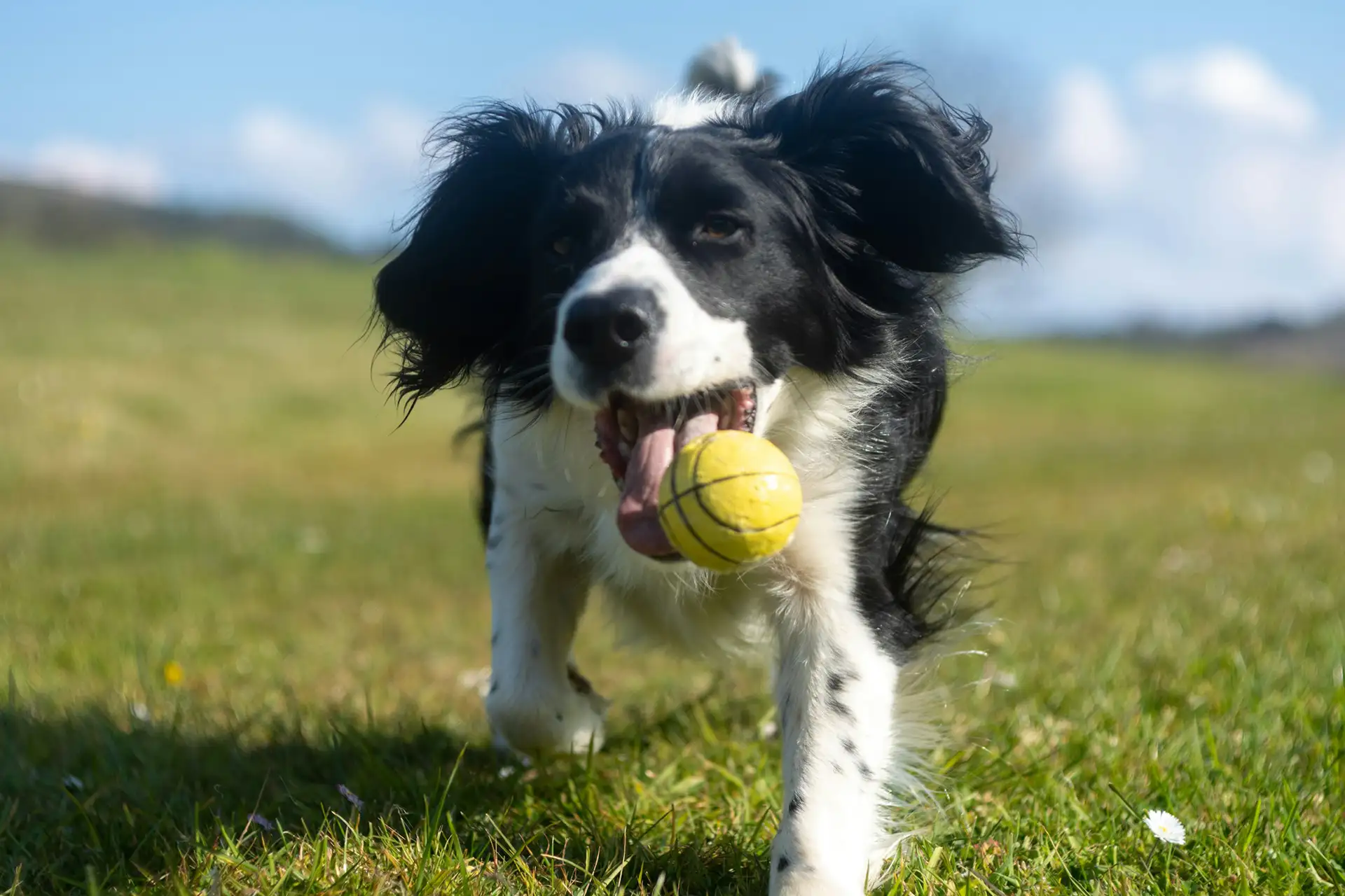 Dog with ball running across field