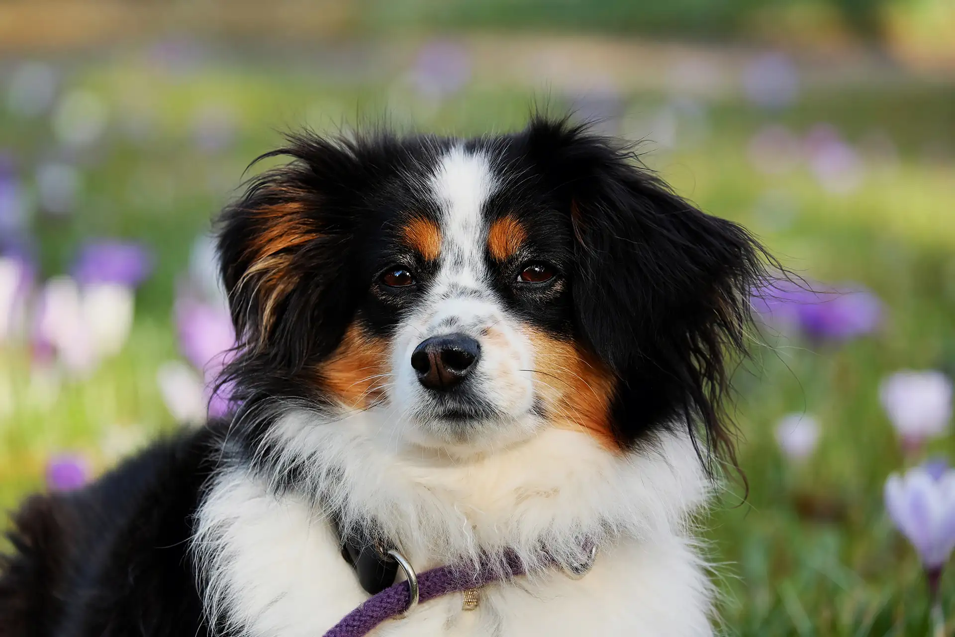 Chubby fluffy collie laying on a yard