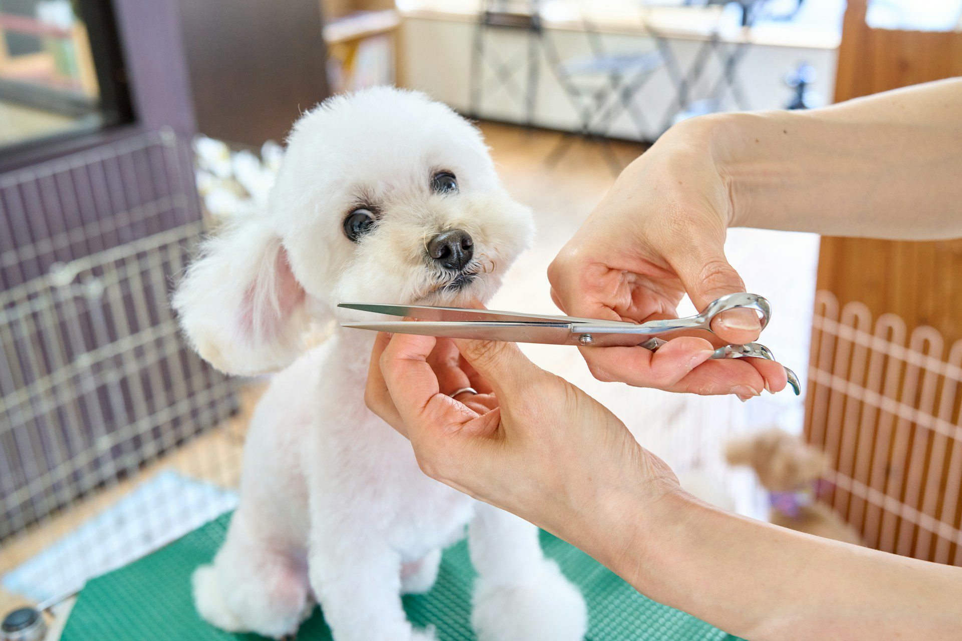 Fluffy white dog being trimmed