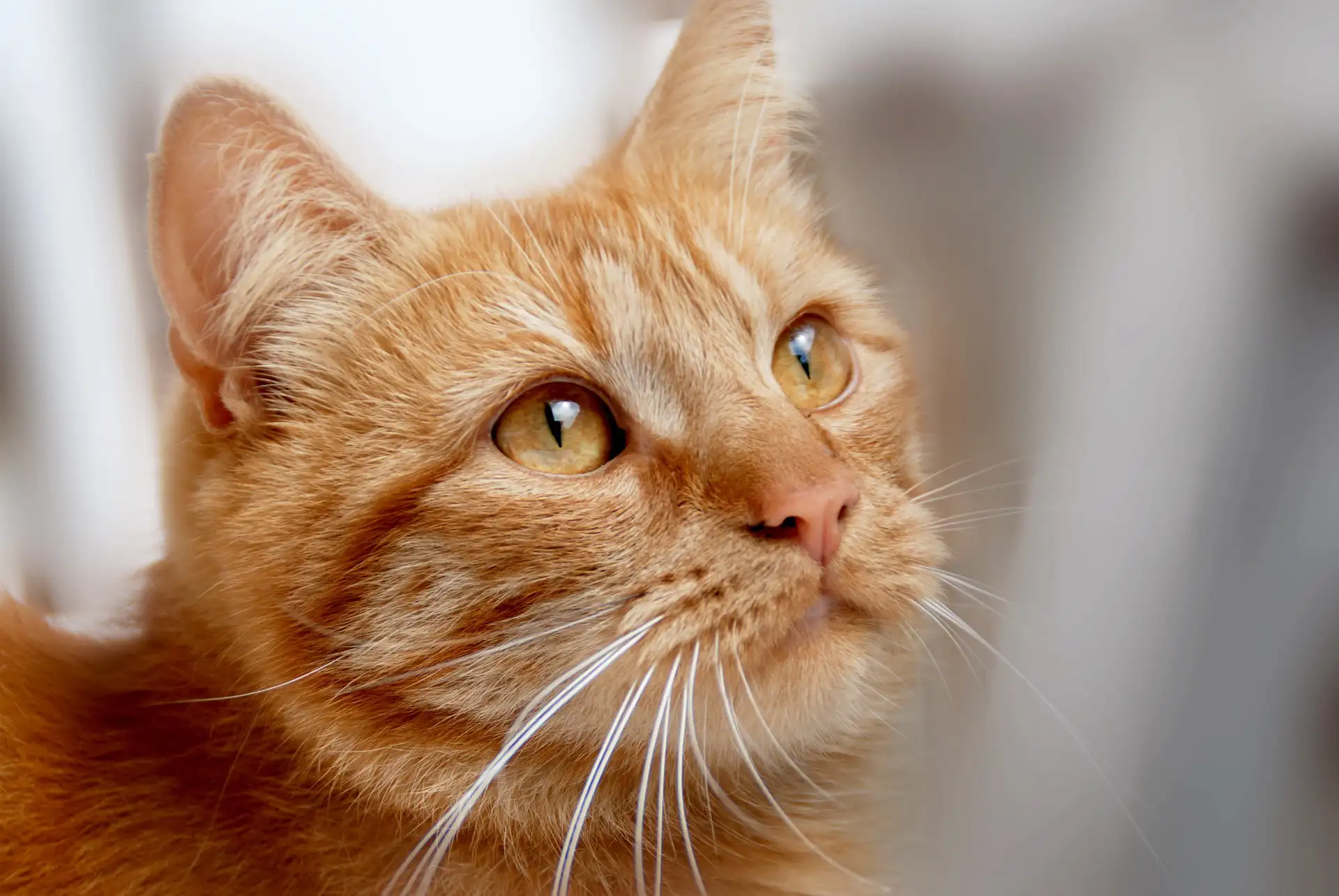 head shot of ginger cat