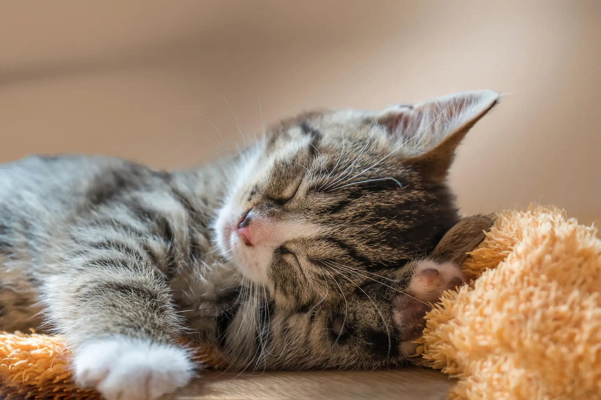 gray tabby cat on orange blanket