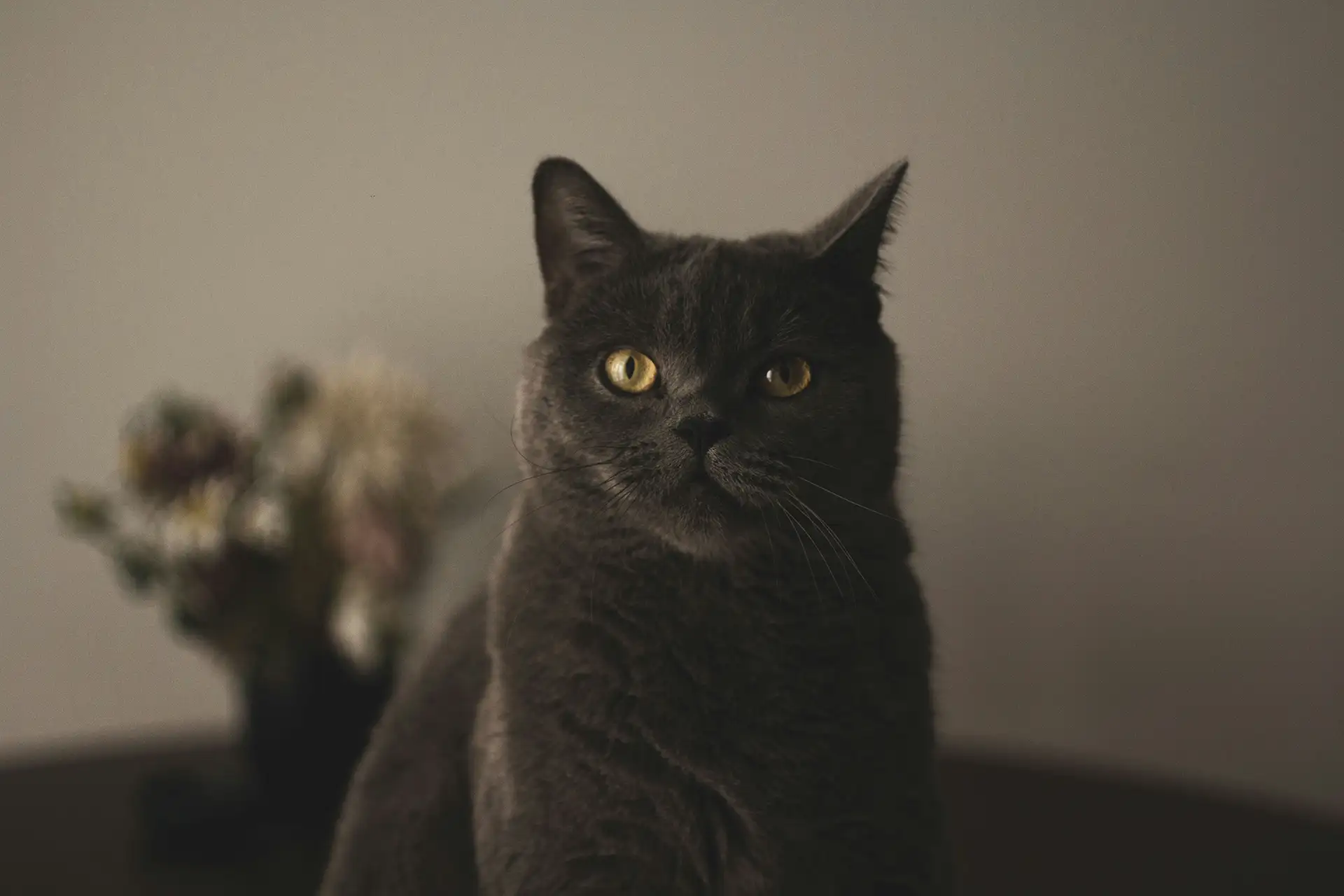 Chubby black cat against gray wall