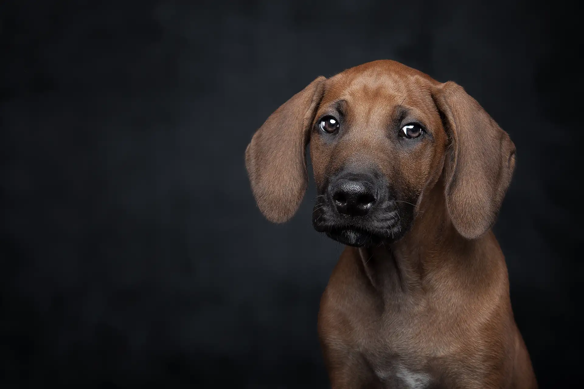 Dog against a black wall