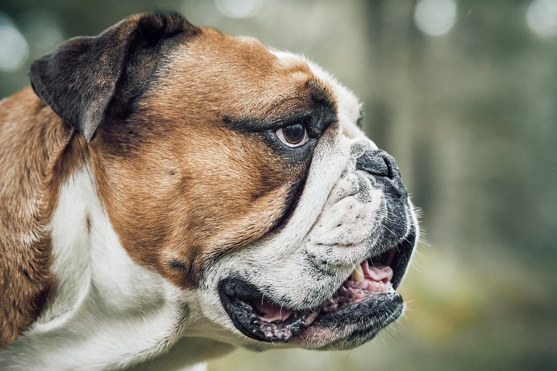 Close up of Bull dog head