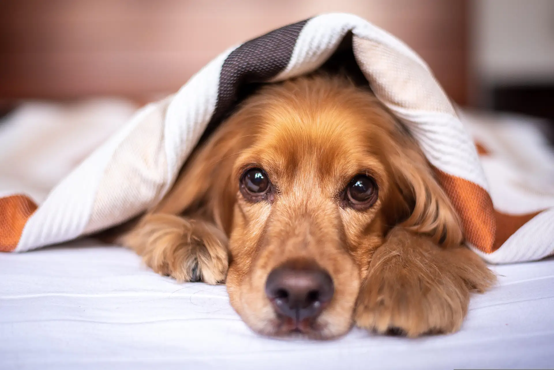 Cocker spaniel peeking out from under blanket