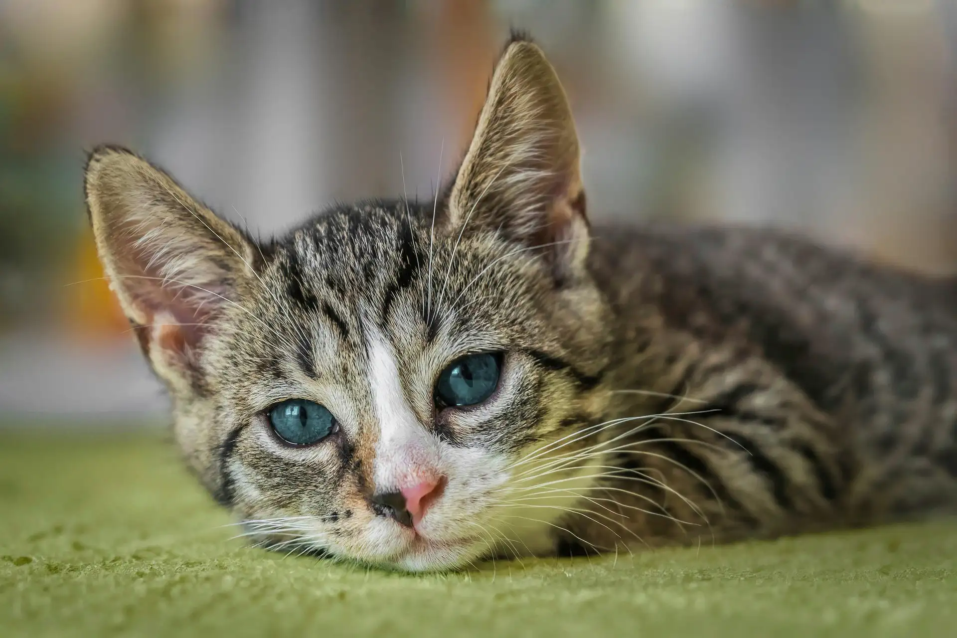 Tabby cat with white face on green carpet.