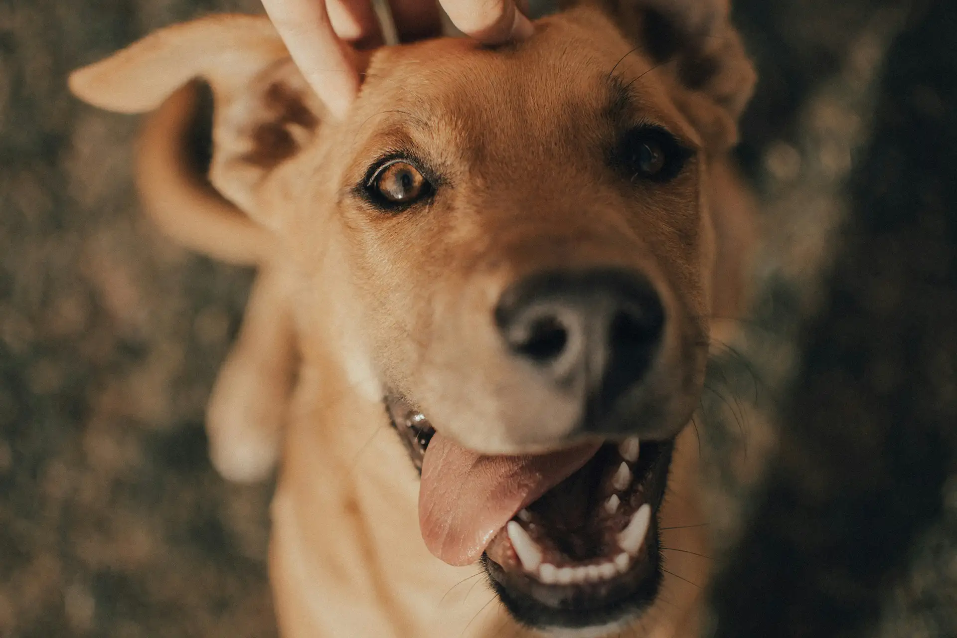 Cute red dog panting on lawn