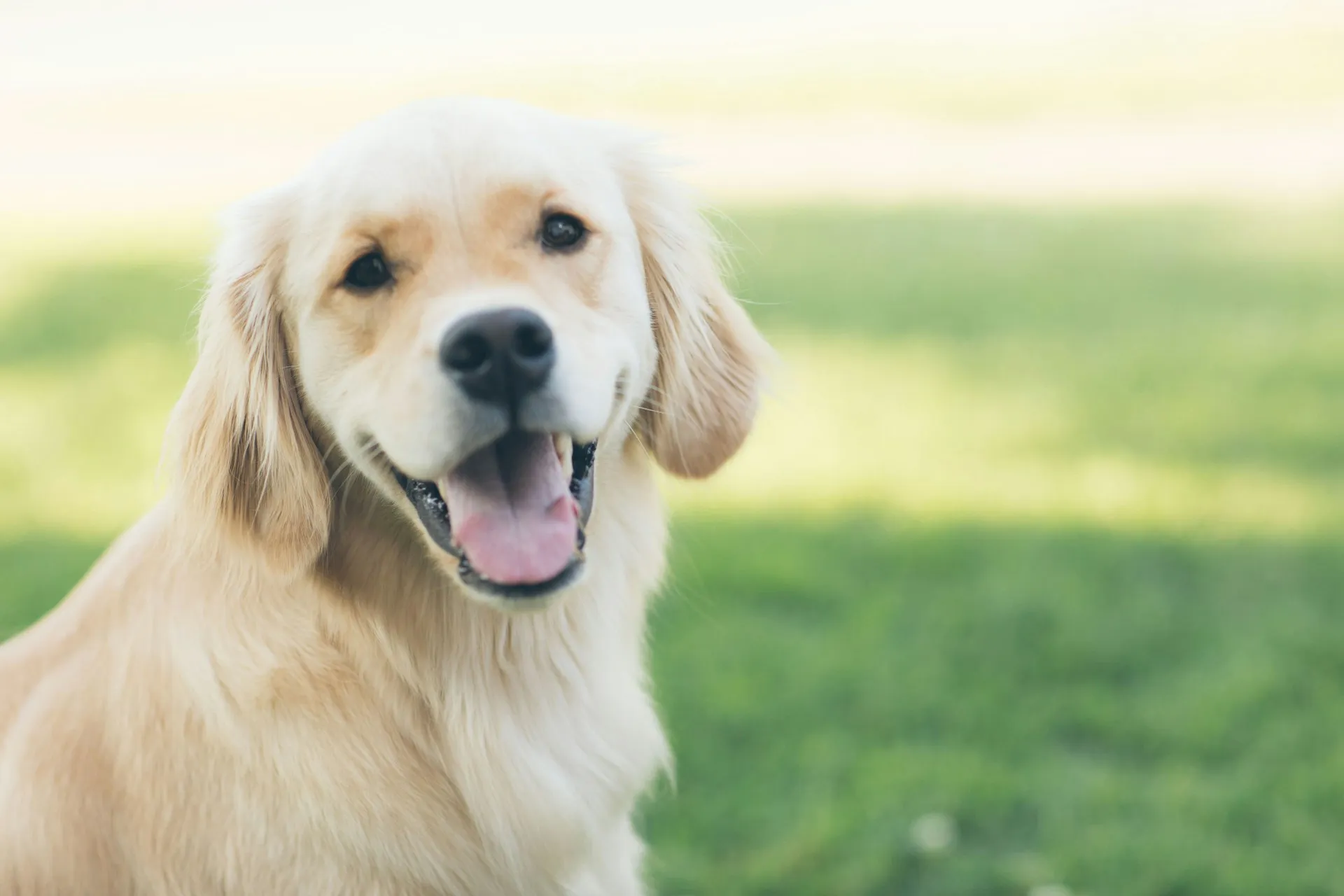 Chubby golden retriever on a lawn