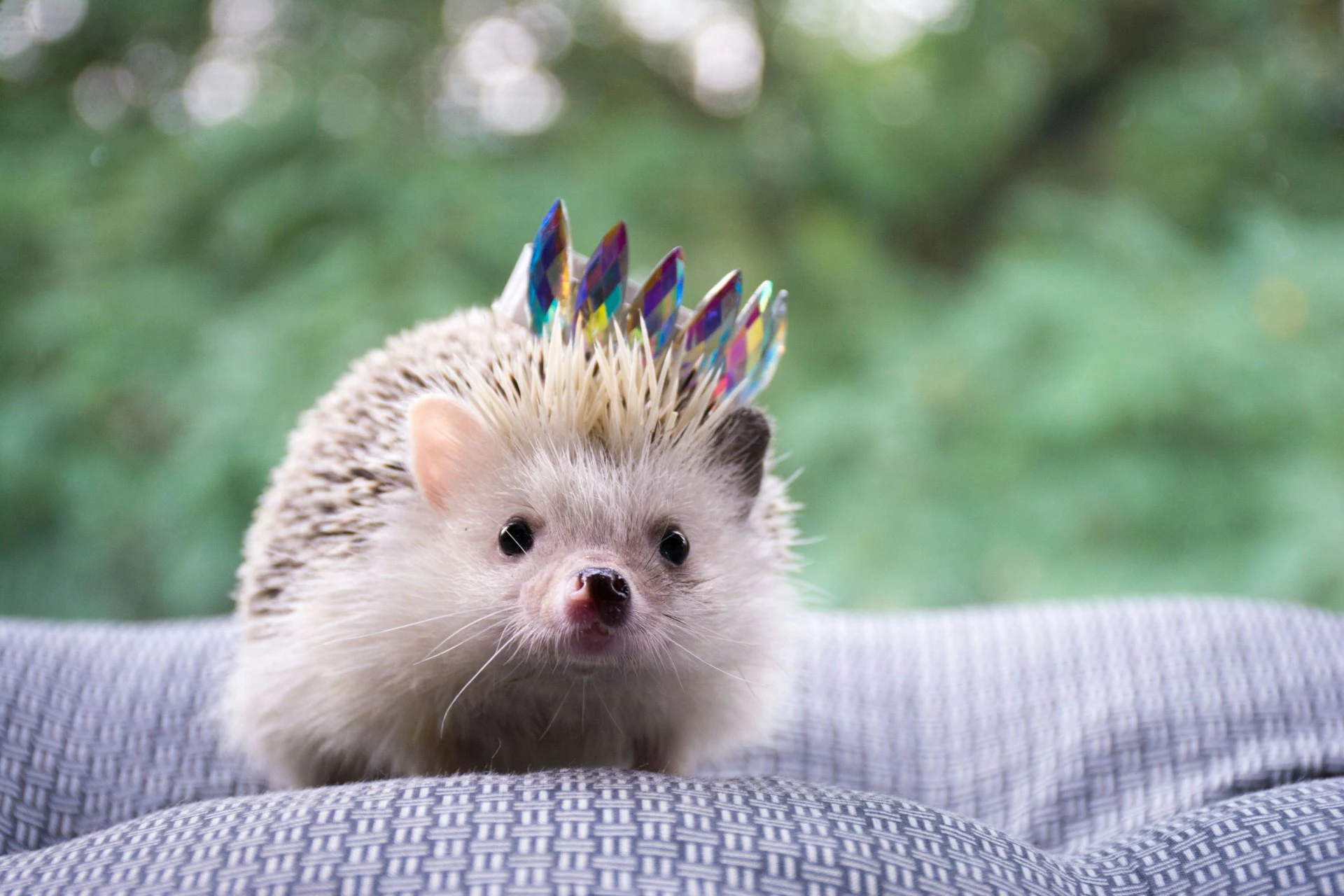 hedgehog with little hat