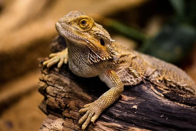 Bearded dragon on log.