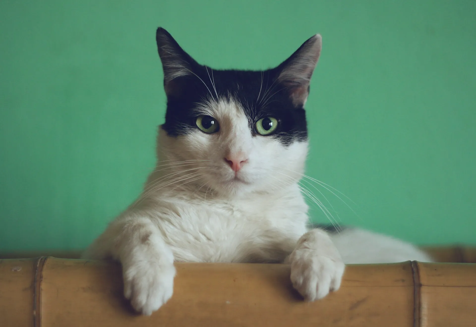 Black and white cat hanging over sofa