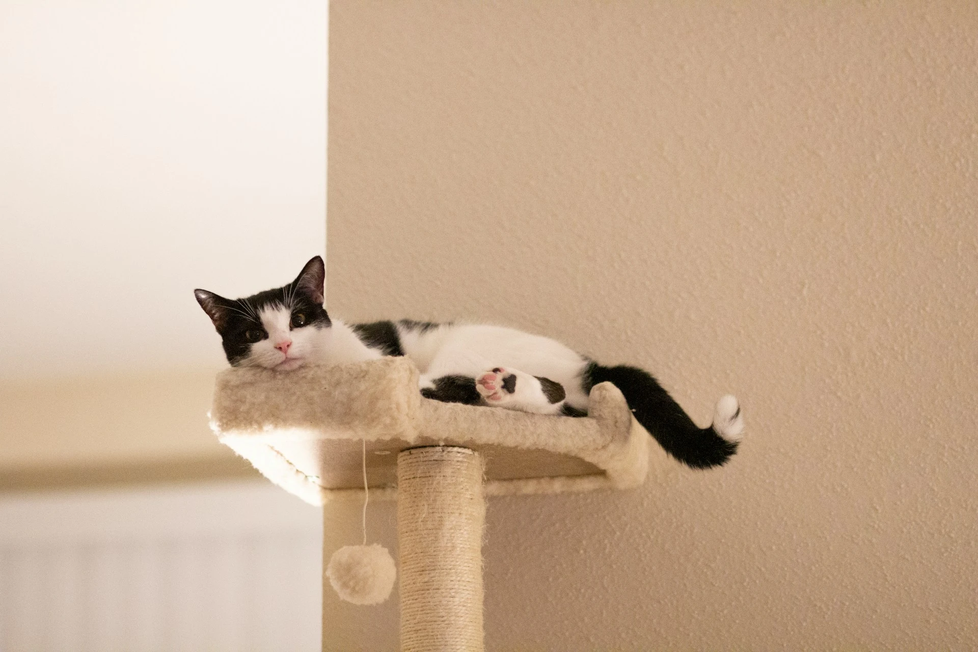 Tuxedo cat on tower