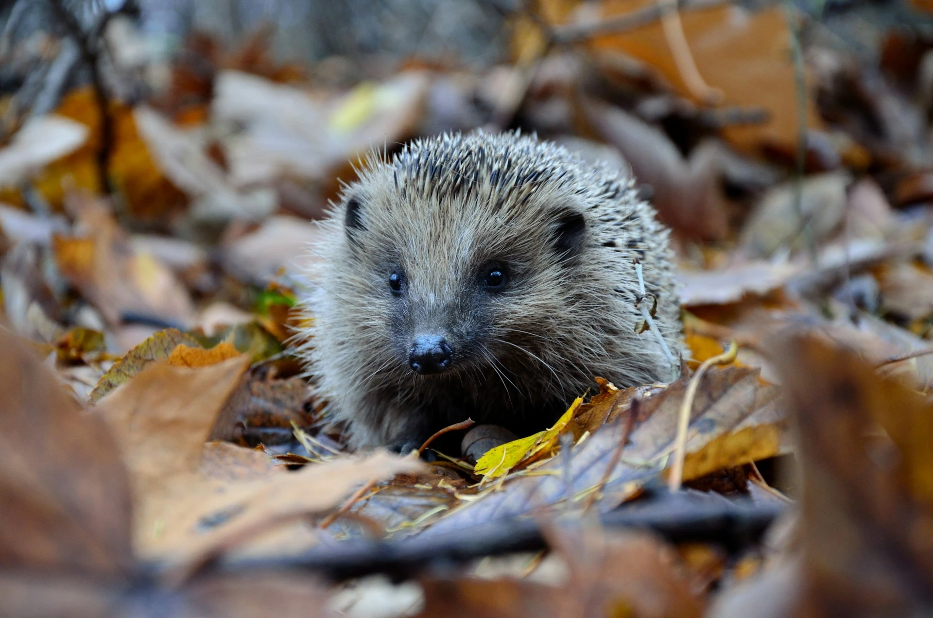 Hedgehog on fallen leaves