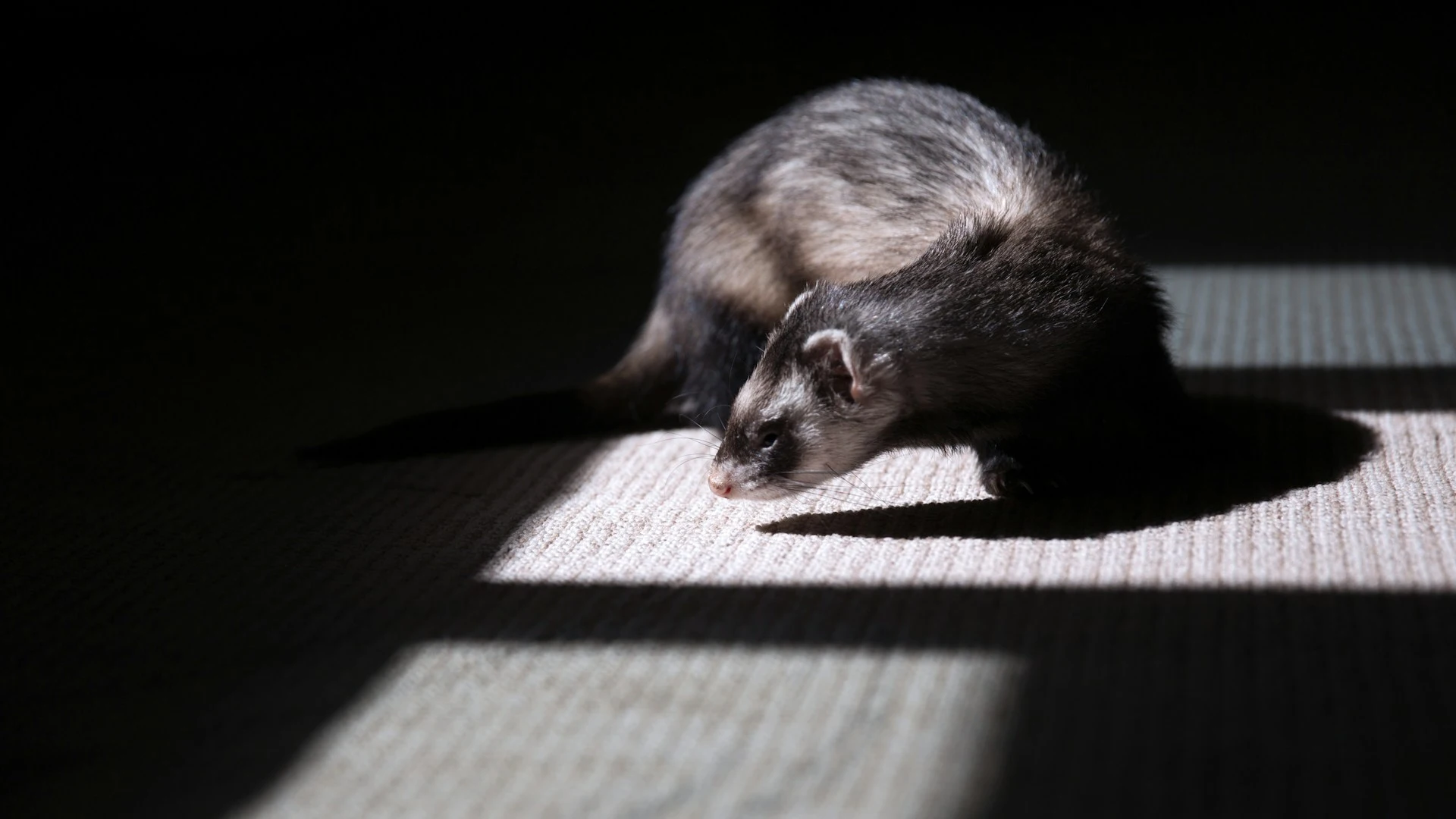 Ferret in a patch of sunlight in a dark room